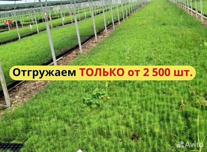 Сеянцы ели зкс опт
