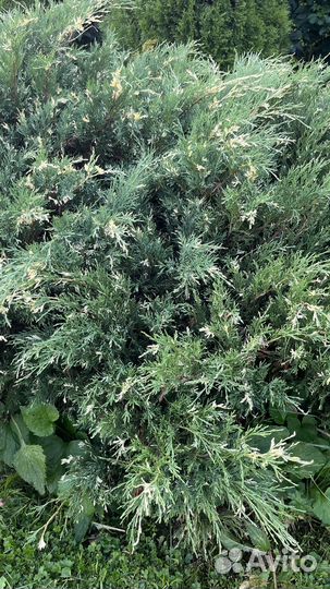 Можжевельник