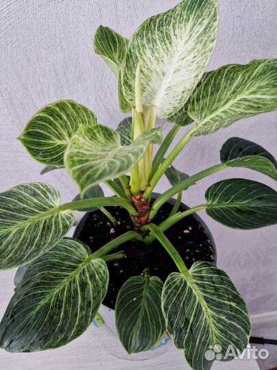 Филодендрон