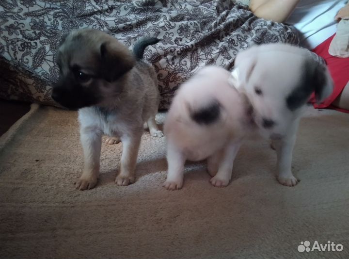 Длинноногий питчер