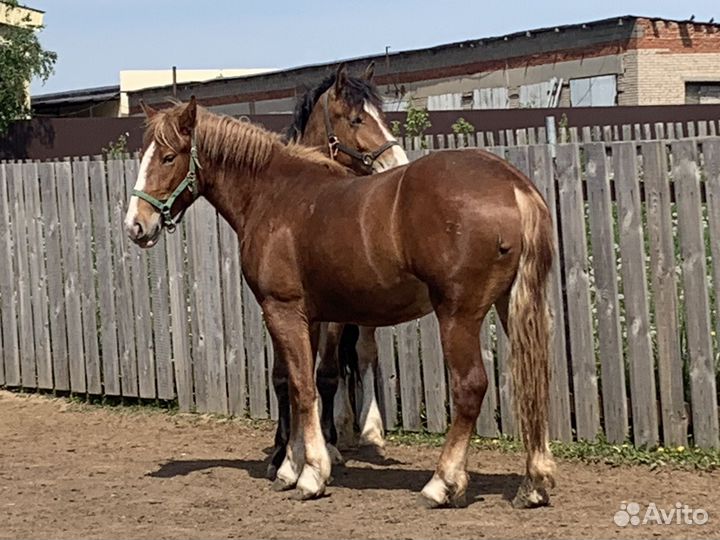 Кобыла Русский тяжеловоз