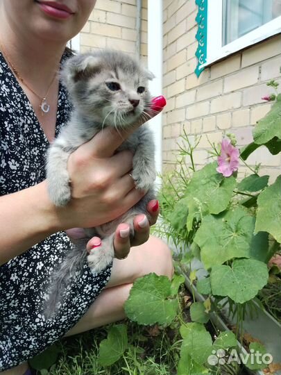 Котята в добрые руки 1 месяц