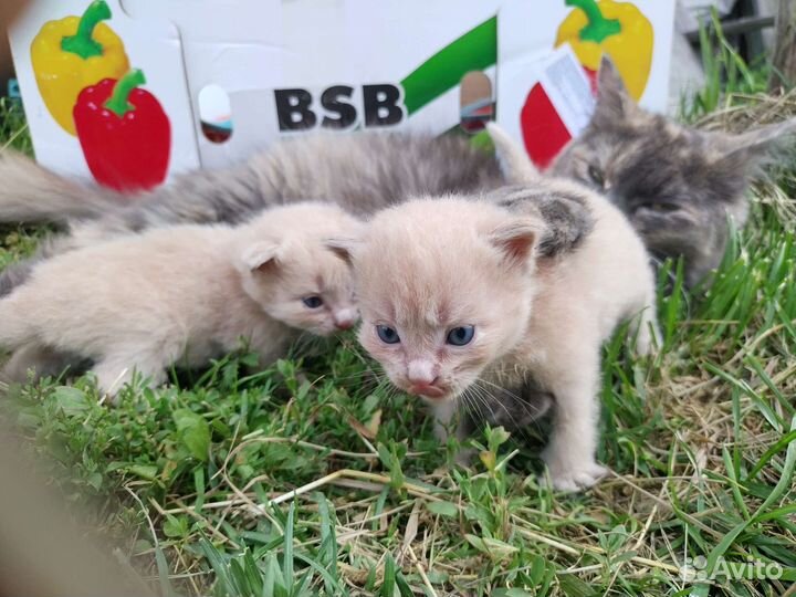Котята
