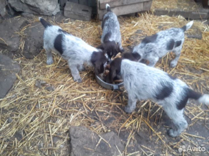 Дратхар продаю