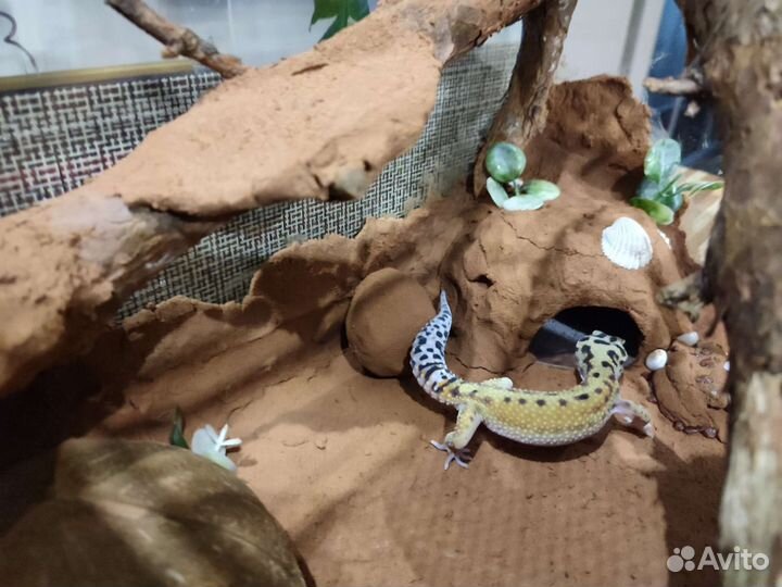 Террариум для рептилий