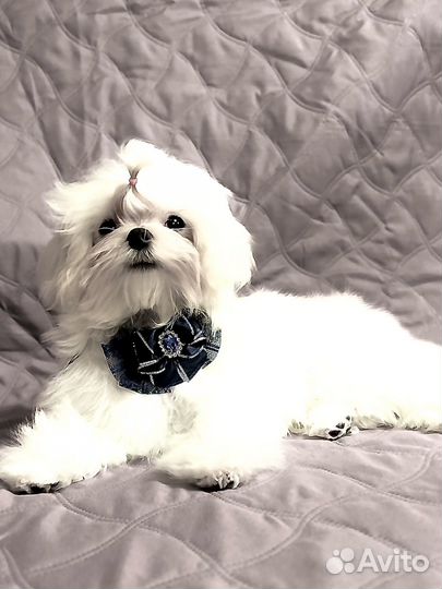 Малыш Мальтезе