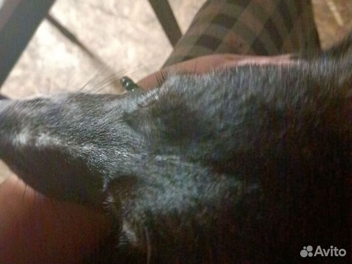 Кабель помесь хаски с немецкой овчаркой