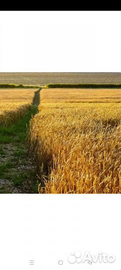 Зерно пшеница