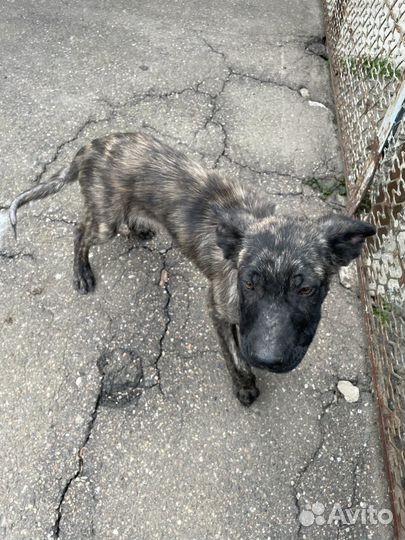 Щенок 5 месяцев в дар