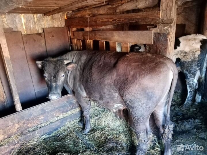 Продам 3 быка