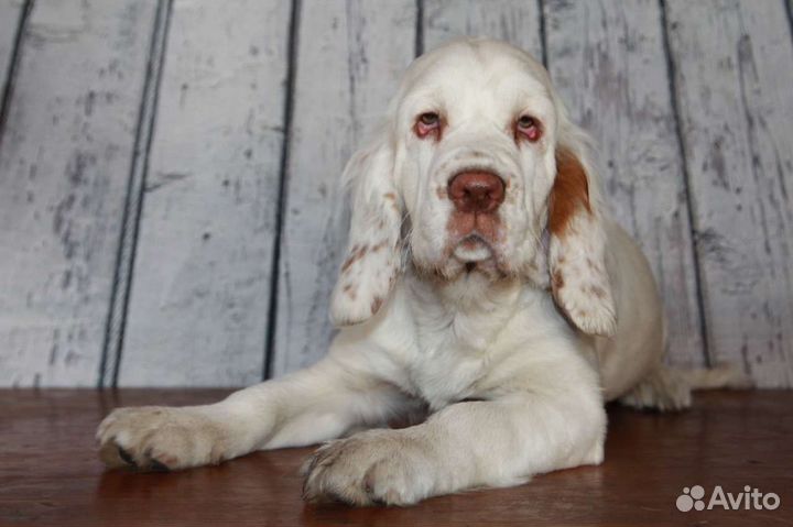 Кламбер спаниель