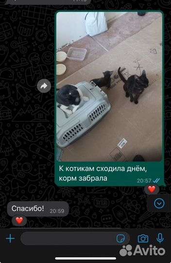 Котоняня район Красной площади, Баскет холл