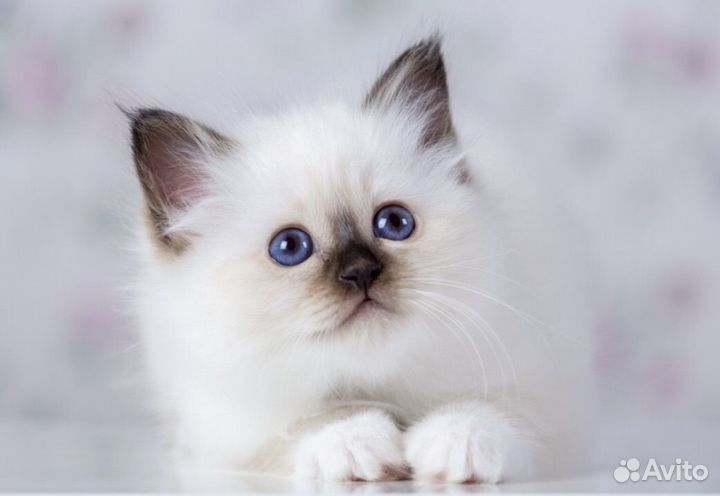 Котята Священная бирма