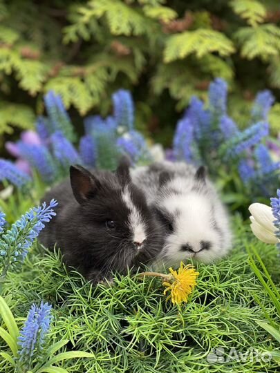 Кролики ручные домашние