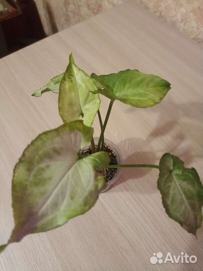 Сингониумы сортовые