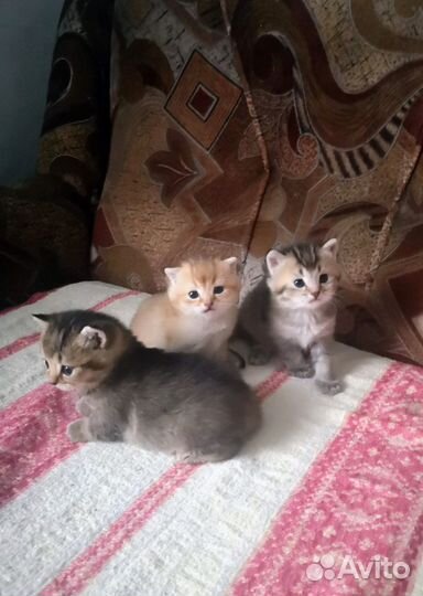 Шотланская кошка