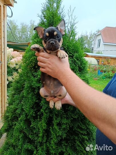Французский бульдог мальчик