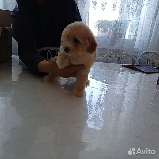 Мальтипу девочка