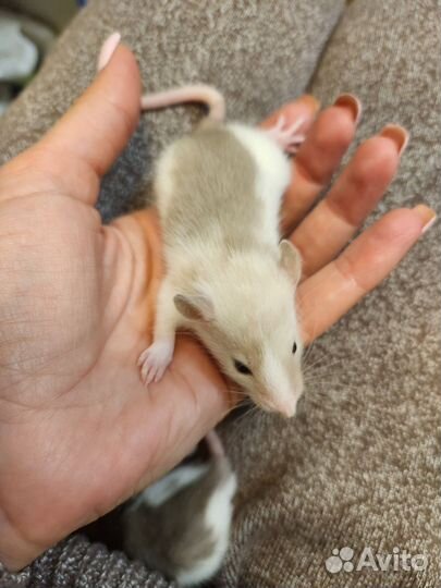 Декоративная крыса