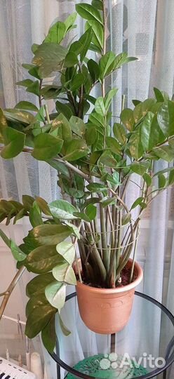 Замиокулькас