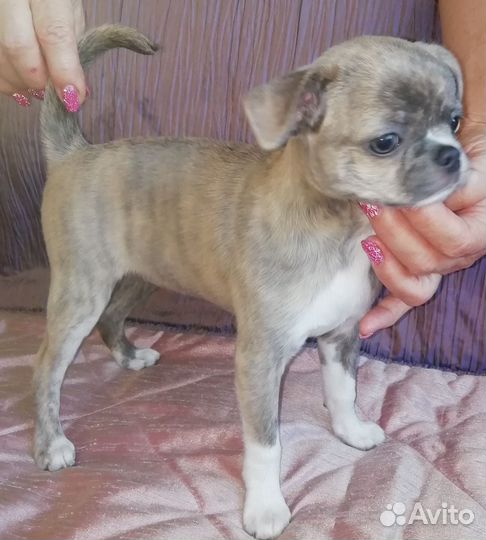 Маленькая собака чихуахуа