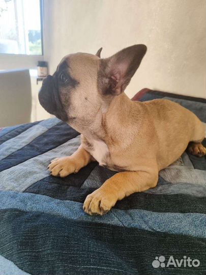 Щенки французского бульдога