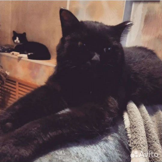 Котик Джо