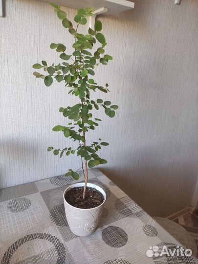 Брейния снежная