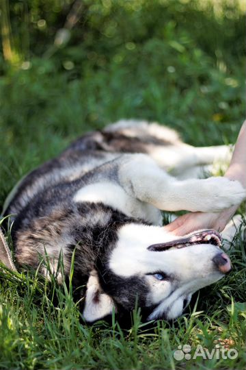 Хаски Дагор в дар