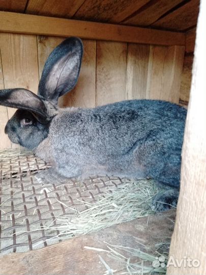 Кролики фландер