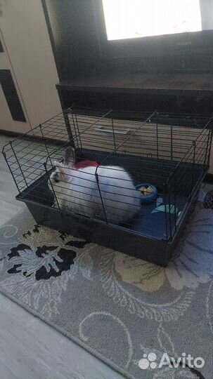 Кролик, можно с клеткой