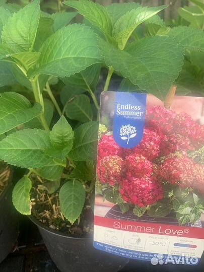 Гортензия крупнолистная Beauty of Boskoop