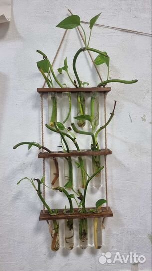 Сциндапсус золотистый