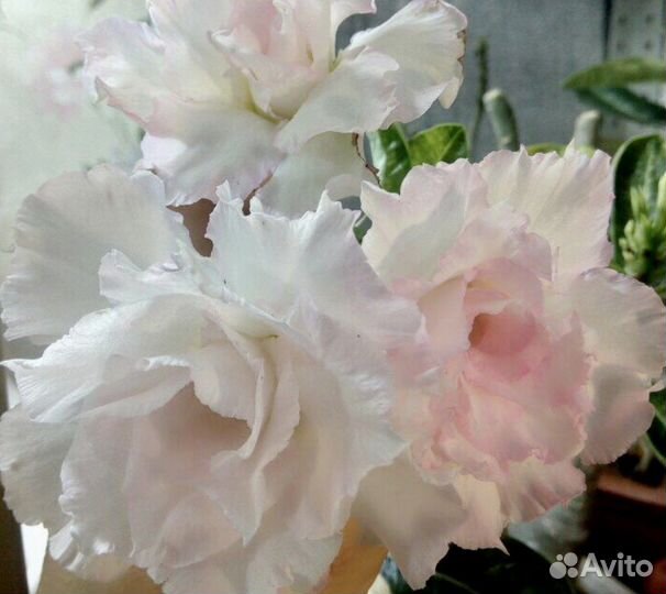 Адениум сеянцы из семян