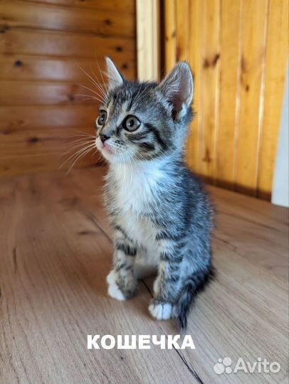 Котик для добрых людей