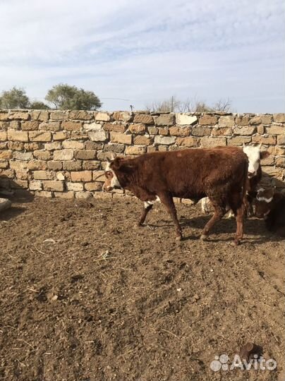 Бычки на откорм