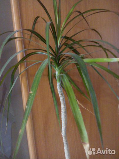 Цветы драцена 1м 30 см