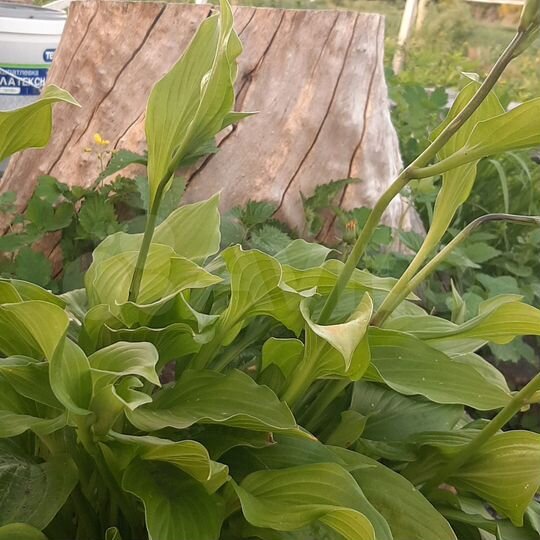 Участок 10,7 сот. (ИЖС)