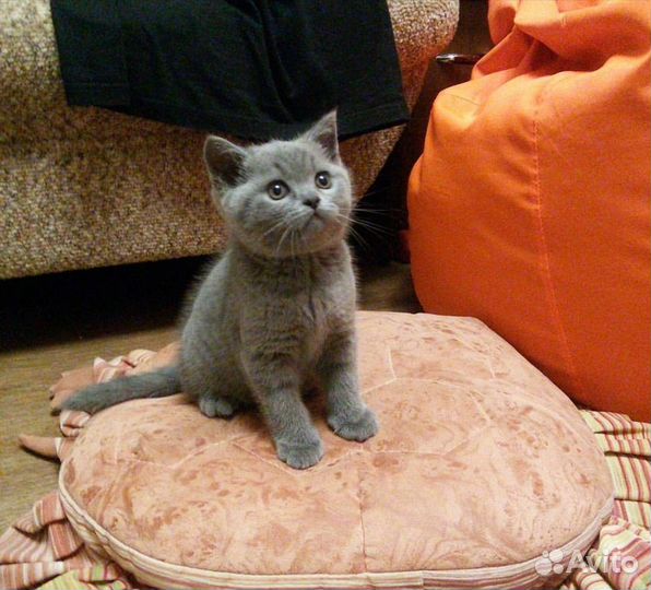 Британский котенок