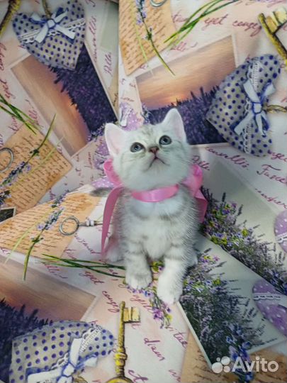 Шотландский котенок