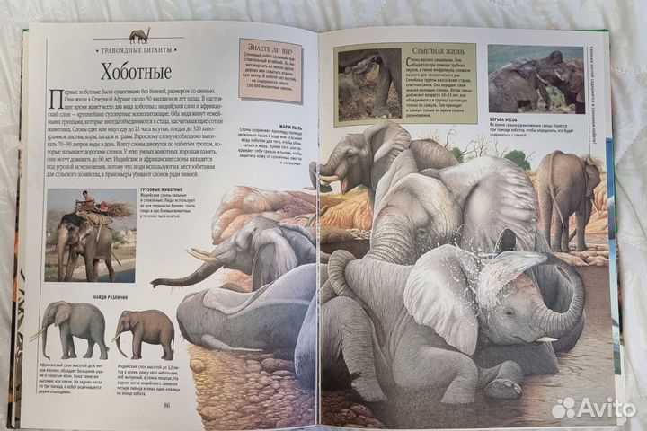 Большая энциклопедия эрудита