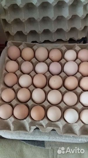 Инкубационное яйцо курочки брама