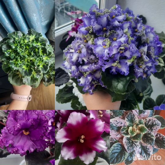 Сортовые фиалки