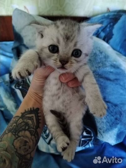 Британские котята шиншилла