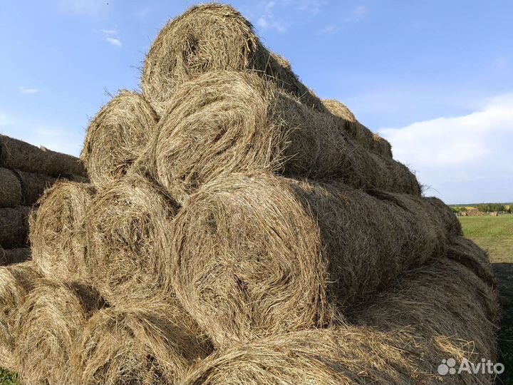 Сено 2023 пресс120