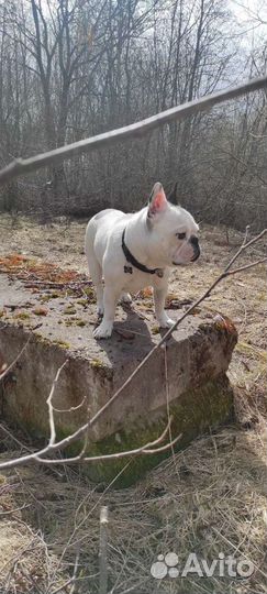 Французский бульдог кабель вязка