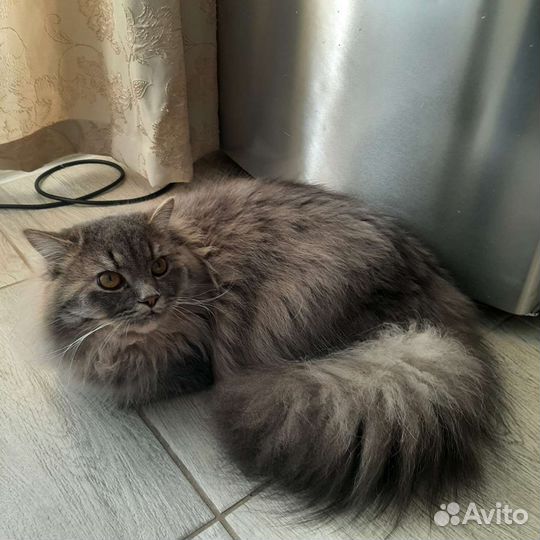 Сибирский кот
