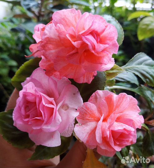 Бальзамины махровые, пестролистные