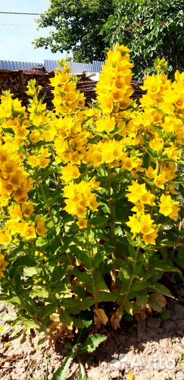 Красивый кустик