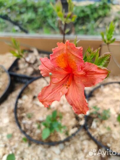 Азалия садовая